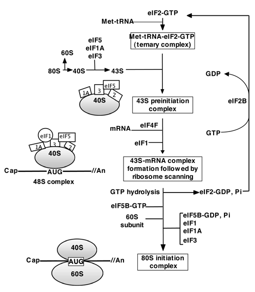 eukaryote proteins synthesis